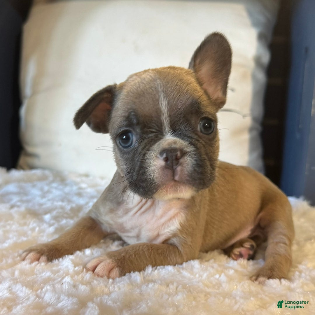 French Bulldog dogs for sale: Alex - Ad 10