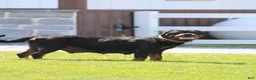 Rottweiler dogs for sale: Rottweiler 1 - Ad 9