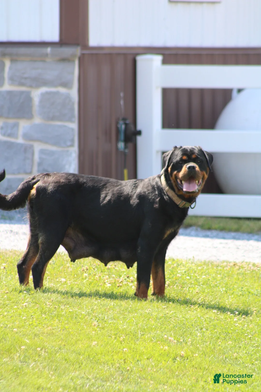 Rottweiler dogs for sale: Rottweiler 1 - Ad 9