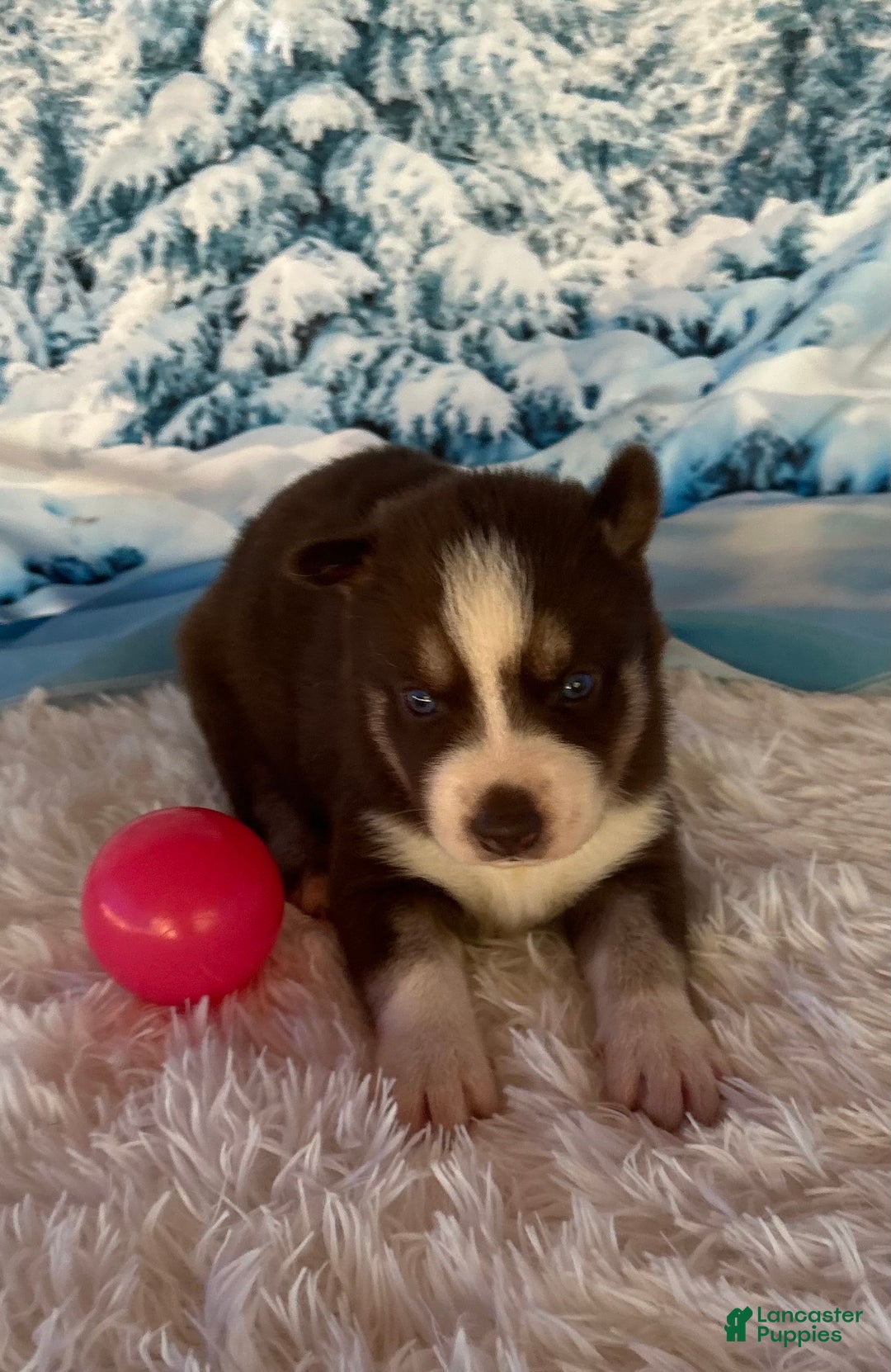 Siberian Husky dogs for sale: Zena - Ad 4