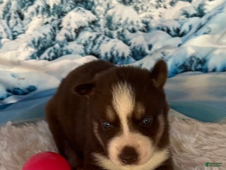 Siberian Husky dogs - Ad 42