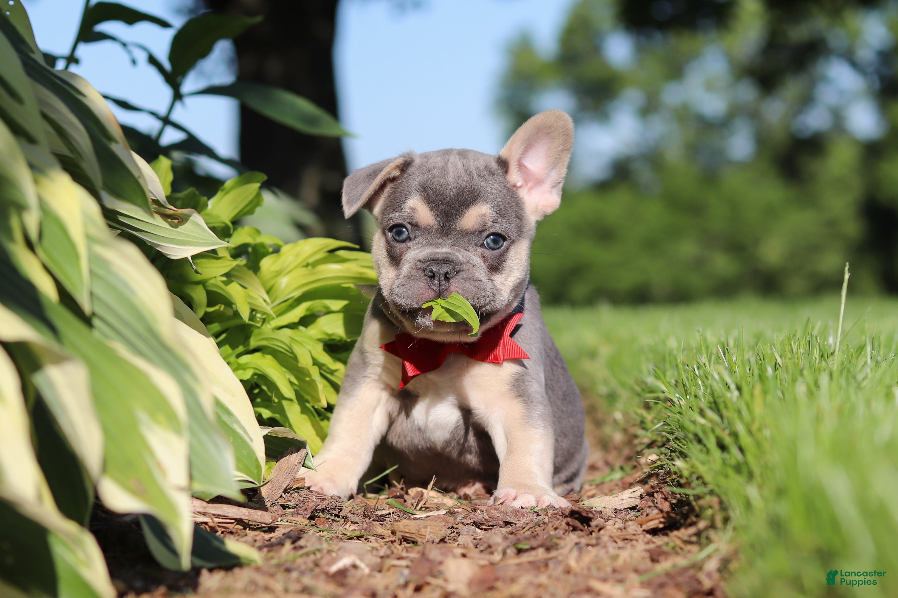 French Bulldog dogs for sale: Parker - Ad 3