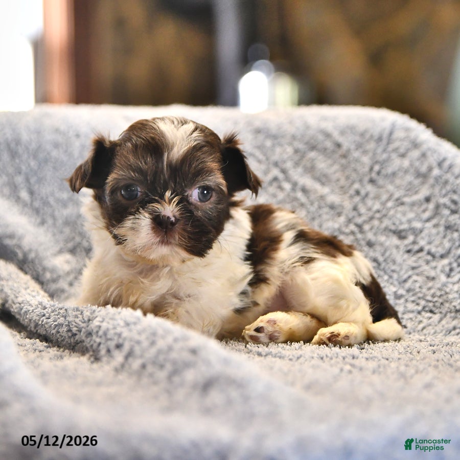 Shih Tzu dogs Mary - Ad 2