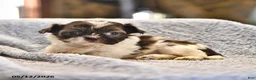 Shih Tzu dogs for sale: Mary - Ad 2