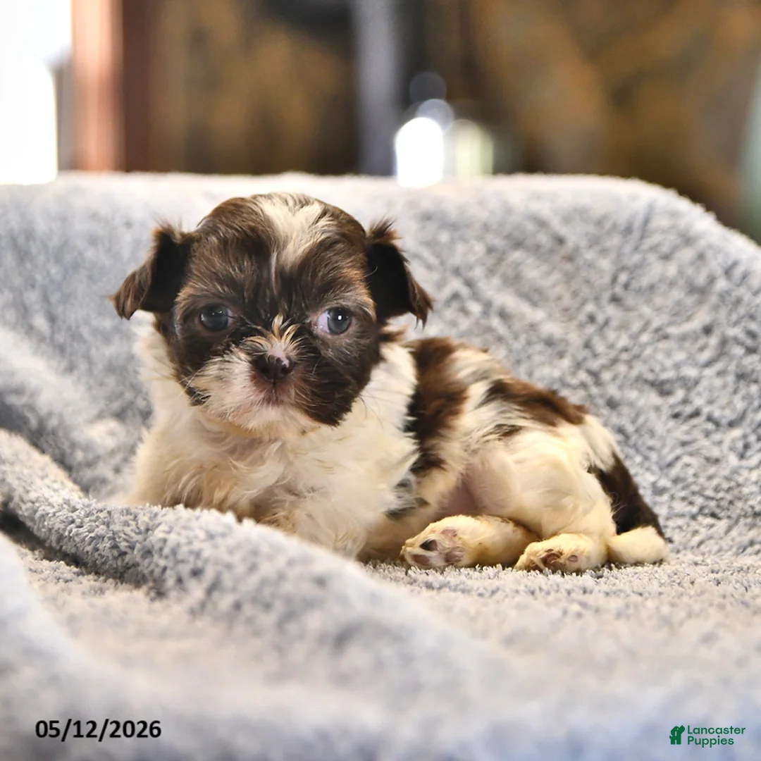 Shih Tzu dogs for sale: Mary - Ad 2