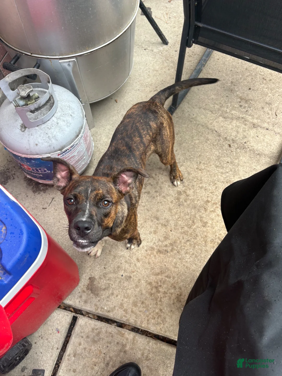 Mixed Breed dogs for sale: Mixed Breed 1 - Ad 2