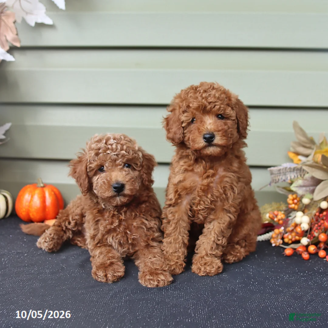 Miniature Poodle dogs for sale: Silas - Ad 2