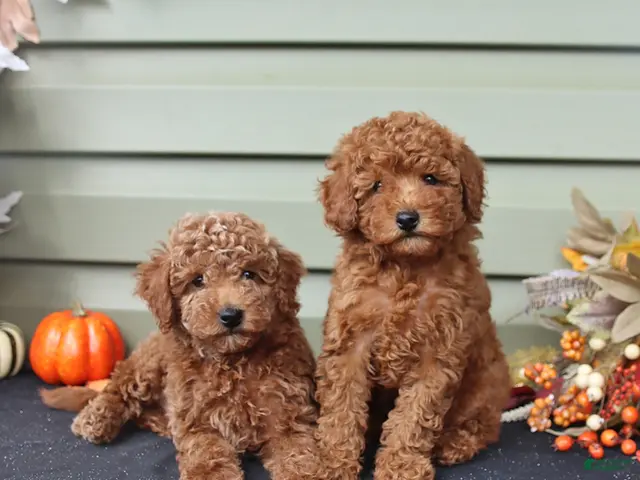 Miniature Poodle dogs for sale: Silas - Ad 2