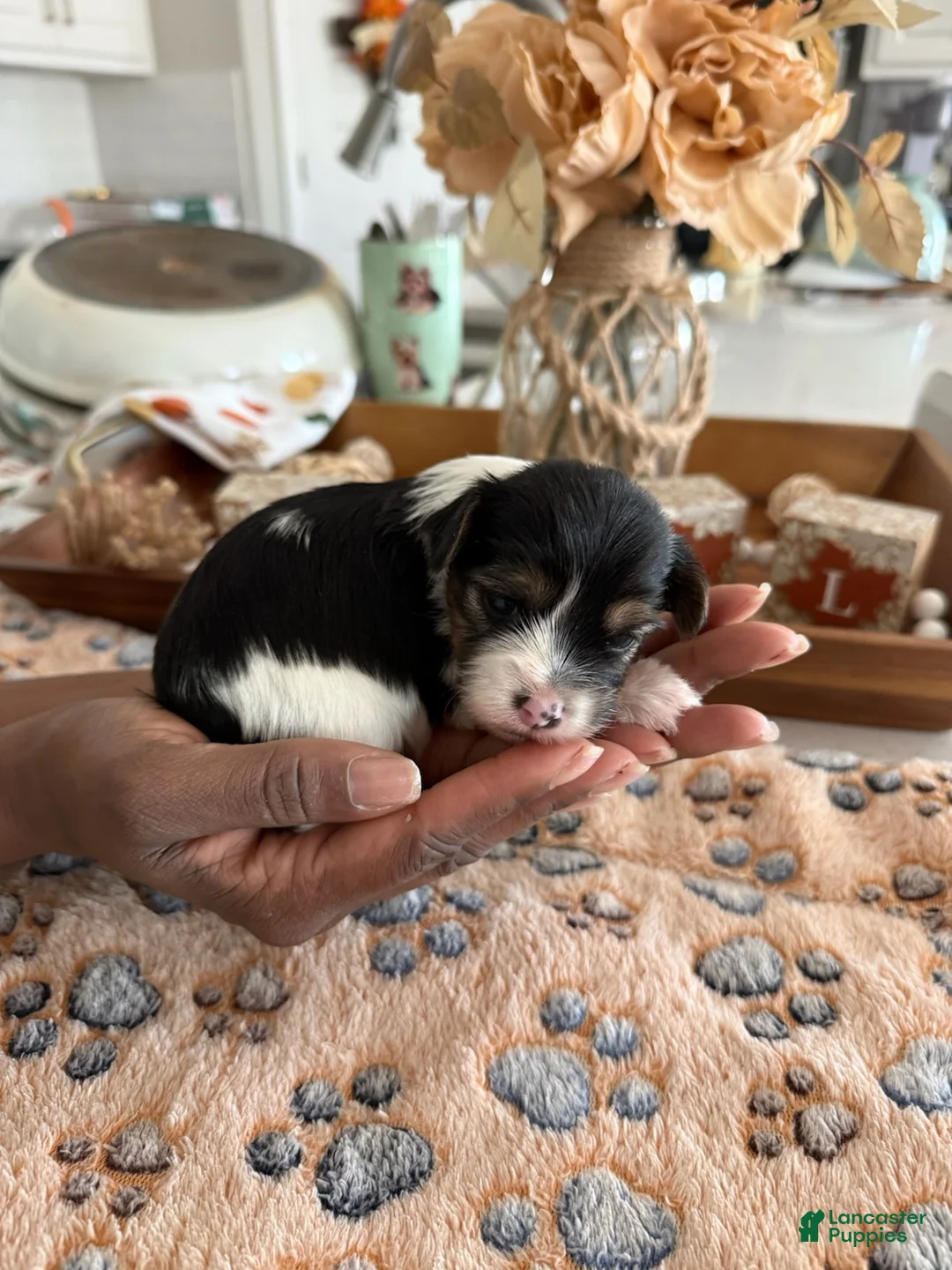 Yorkshire Terrier dogs for sale: Girl 1 - Ad 2