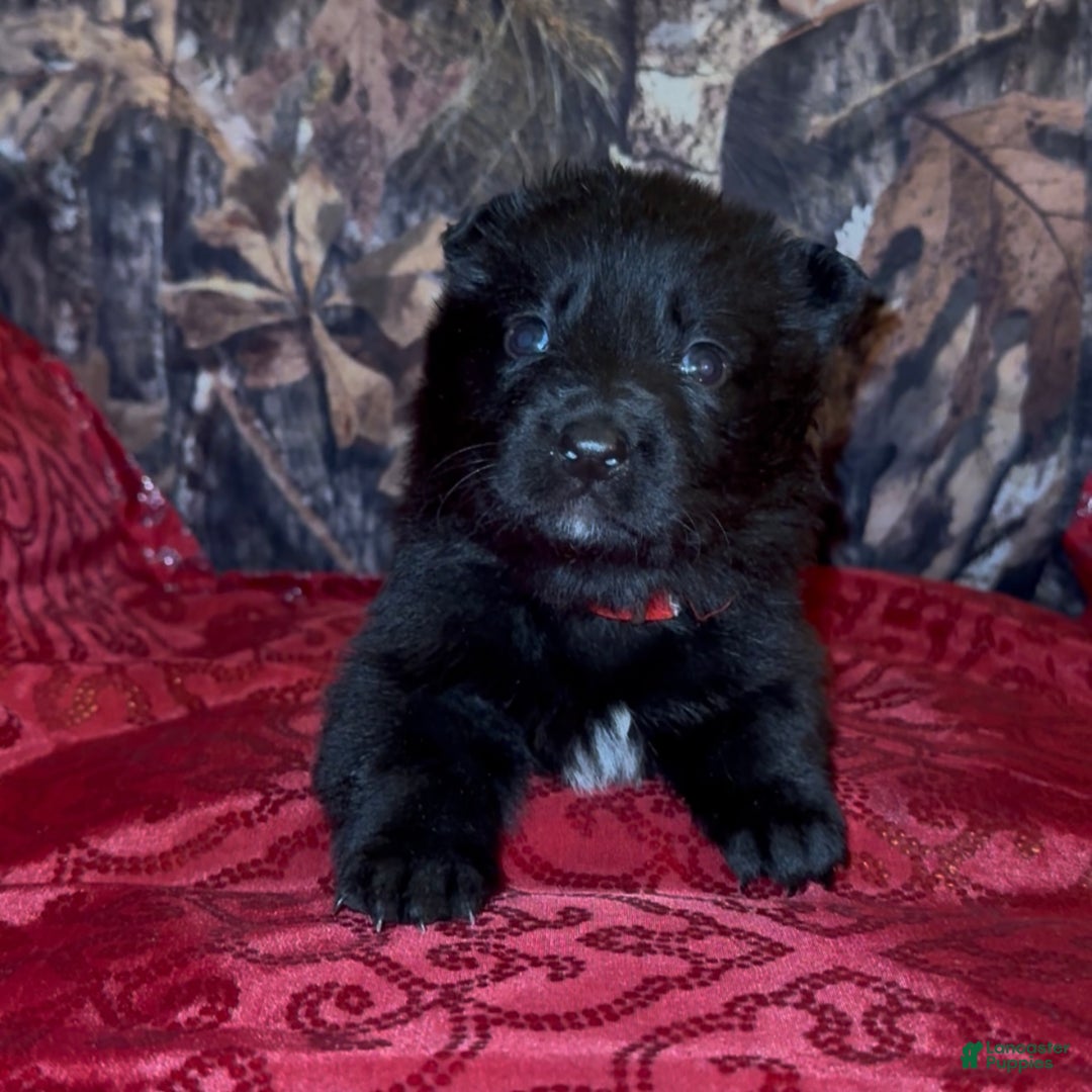 German Shepherd dogs for sale: SCAMPI - Ad 9