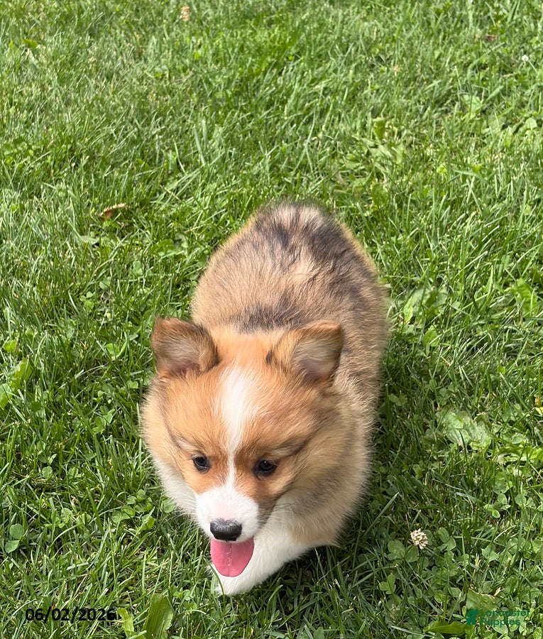 Welsh Corgi Pembroke dogs for sale: Drake - Ad 4
