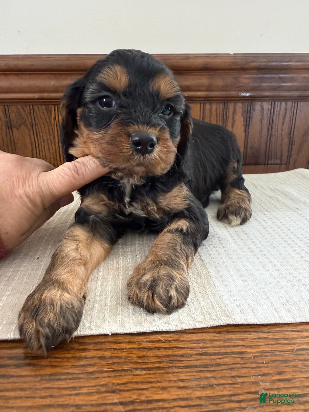 Cavapoo dogs for sale: Cavapoo Puppy 1 - Ad 4