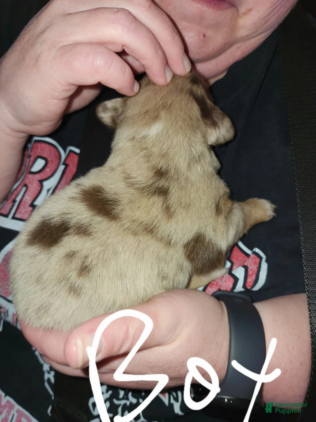 Australian Shepherd dogs for sale: Australian Shepherd 2 - Ad 2