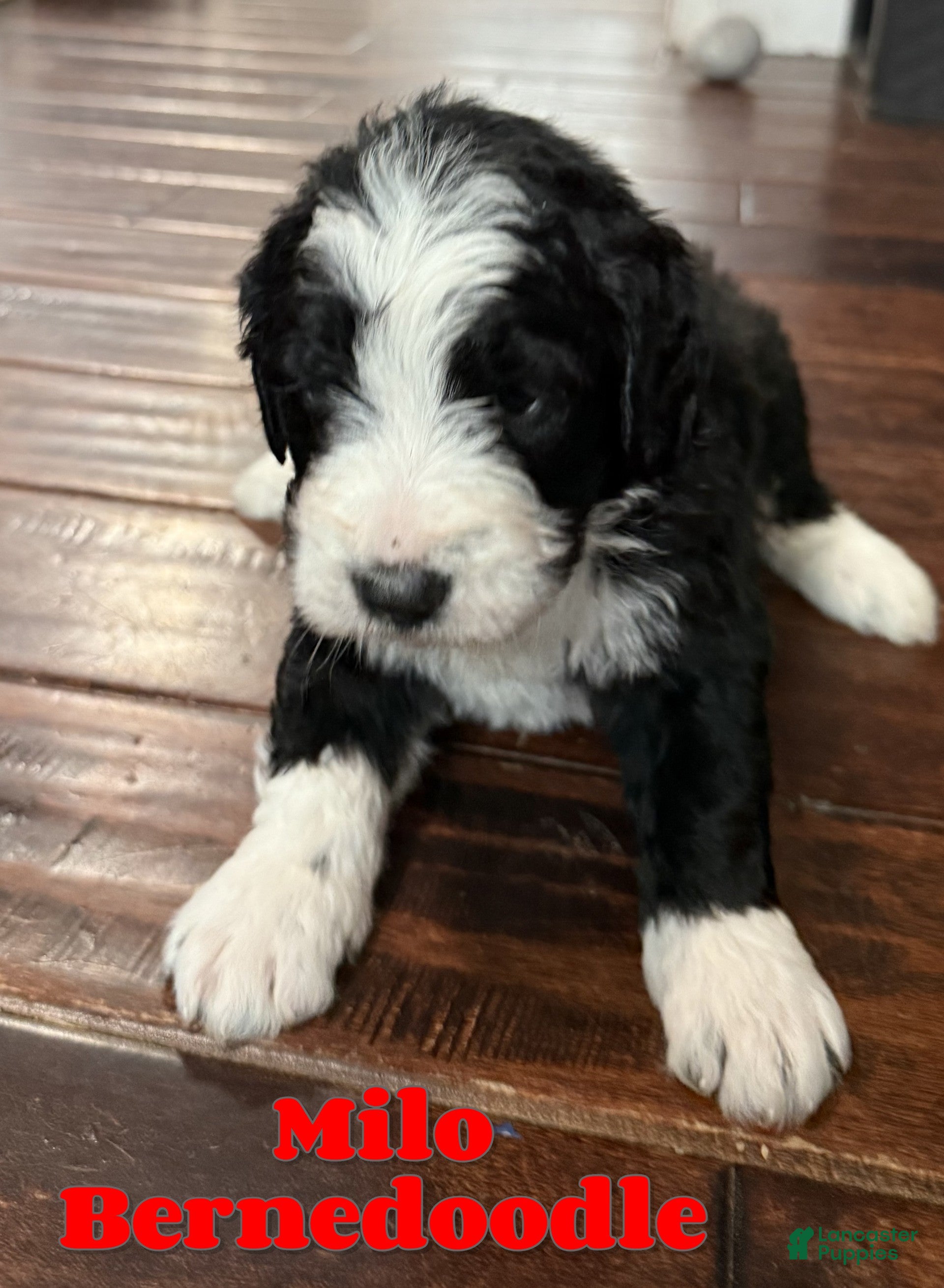 Bernedoodle dogs Milo - Ad 33