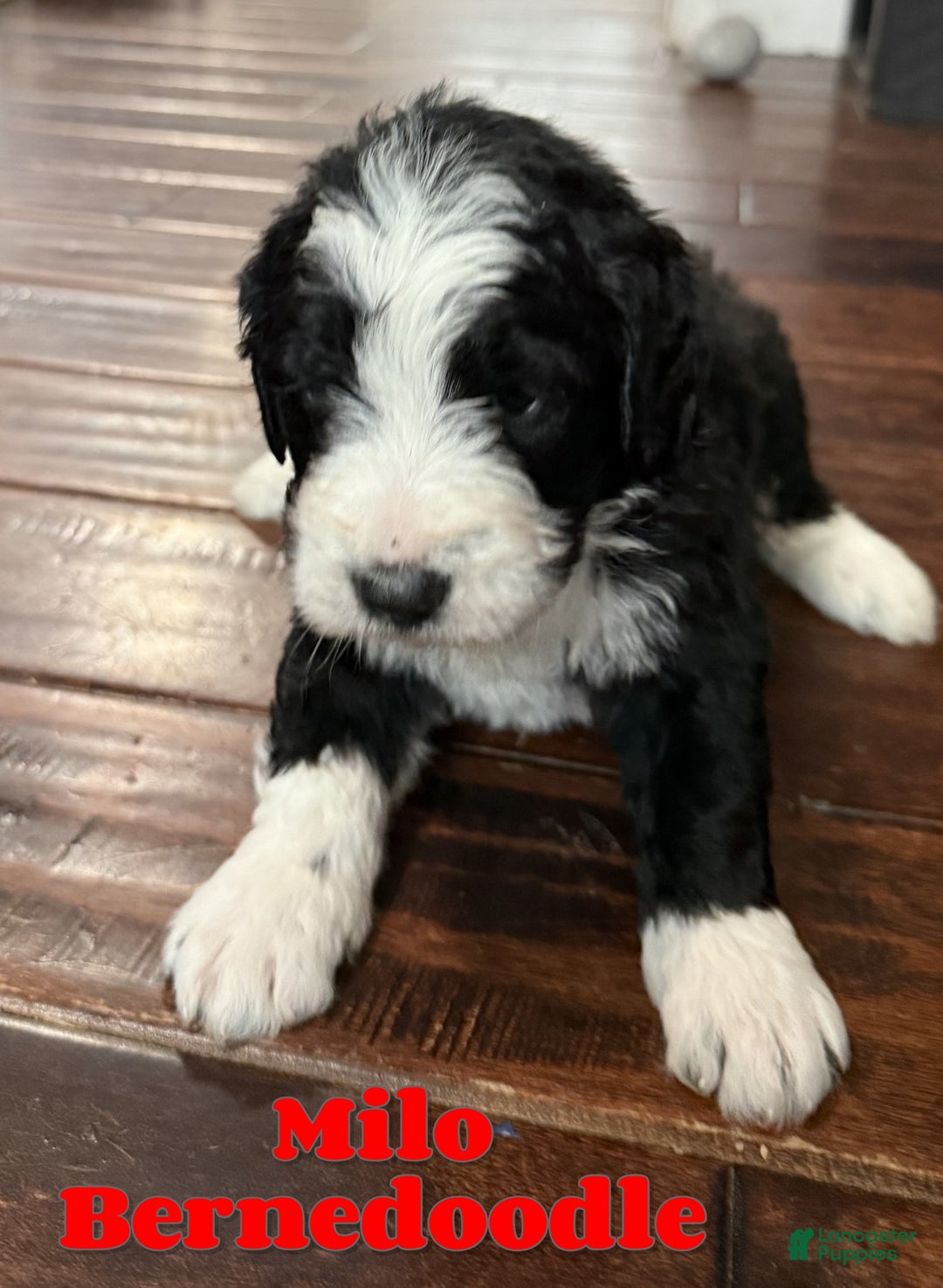 Bernedoodle dogs for sale: Milo - Ad 1