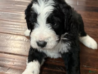 Bernedoodle dogs Milo - Ad 15
