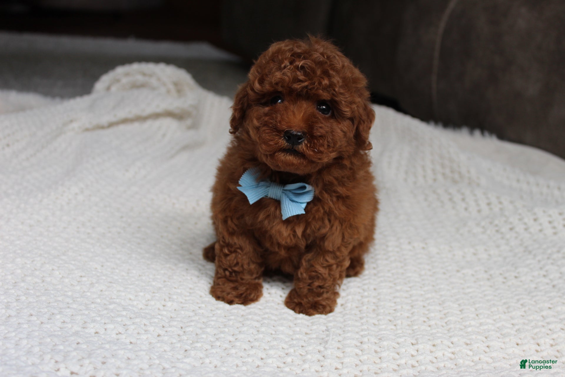 Toy Poodle dogs Tyler - Ad 1