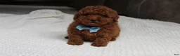 Toy Poodle dogs for sale: Tyler - Ad 1