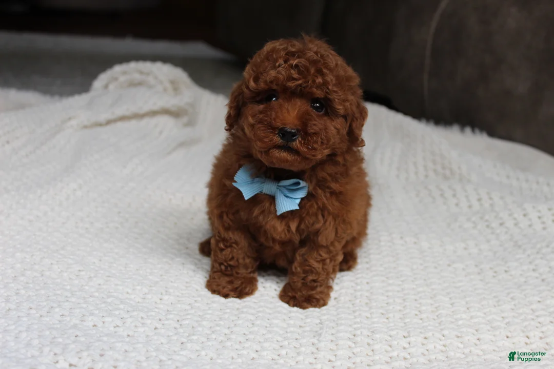 Toy Poodle dogs for sale: Tyler - Ad 1
