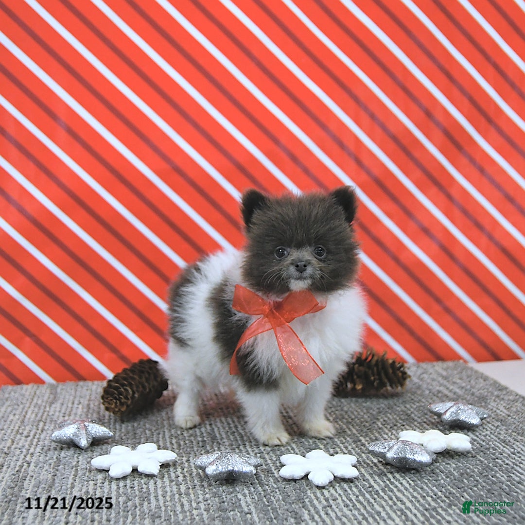 Pomeranian dogs for sale: Lana - Ad 6
