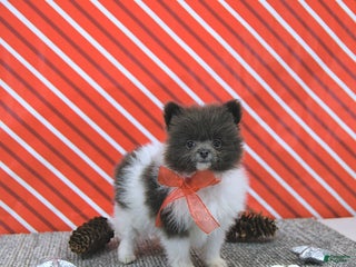 Pomeranian dogs Lana - Ad 27