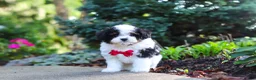 Cavapoo dogs for sale: Leo - Ad 10