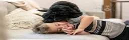 Bernedoodle dogs for sale: Olympic - Ready Now! - Ad 26