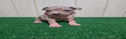 American Bully dogs for sale: American Bully XL Puppy 7 (Pink Collar) - Ad 2