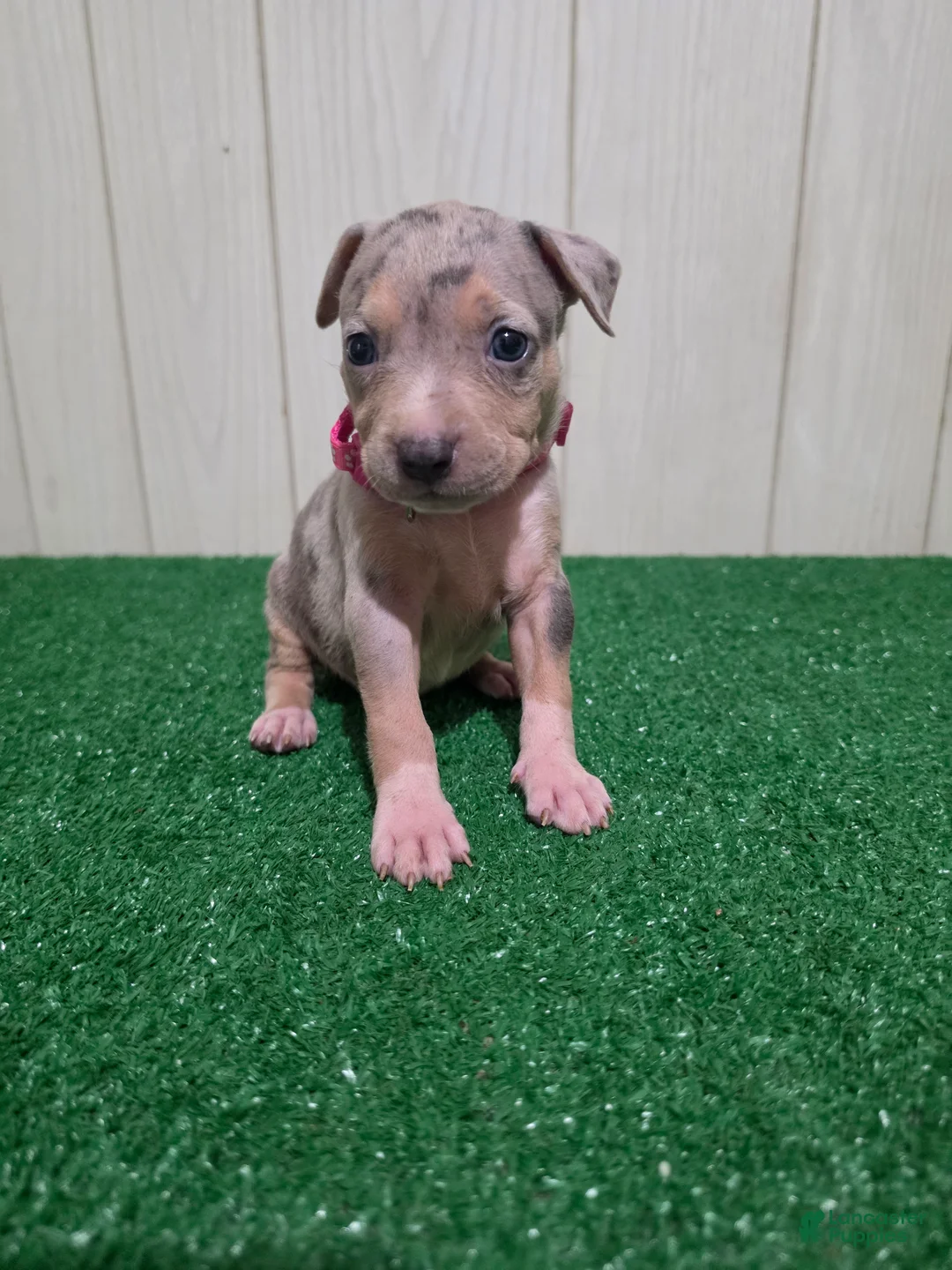 American Bully dogs for sale: American Bully XL Puppy 7 (Pink Collar) - Ad 2