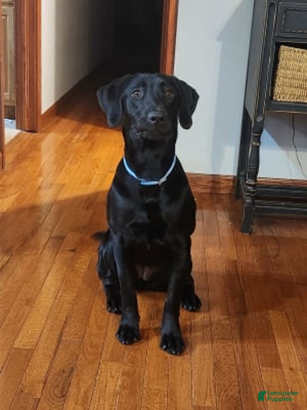 Gallery Image {{count}}