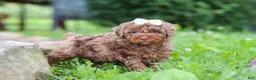 Miniature Poodle dogs for sale: Cookie - Ad 2