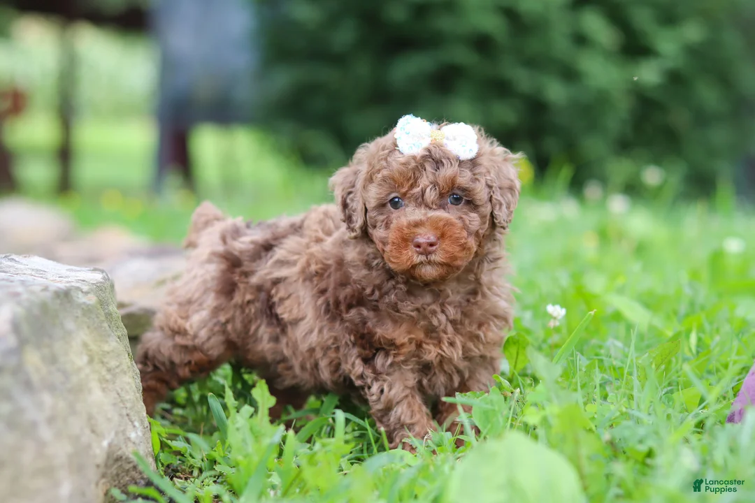 Miniature Poodle dogs for sale: Cookie - Ad 2