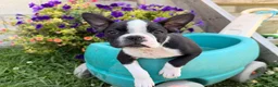 Boston Terrier dogs for sale: Clifford - Ad 4