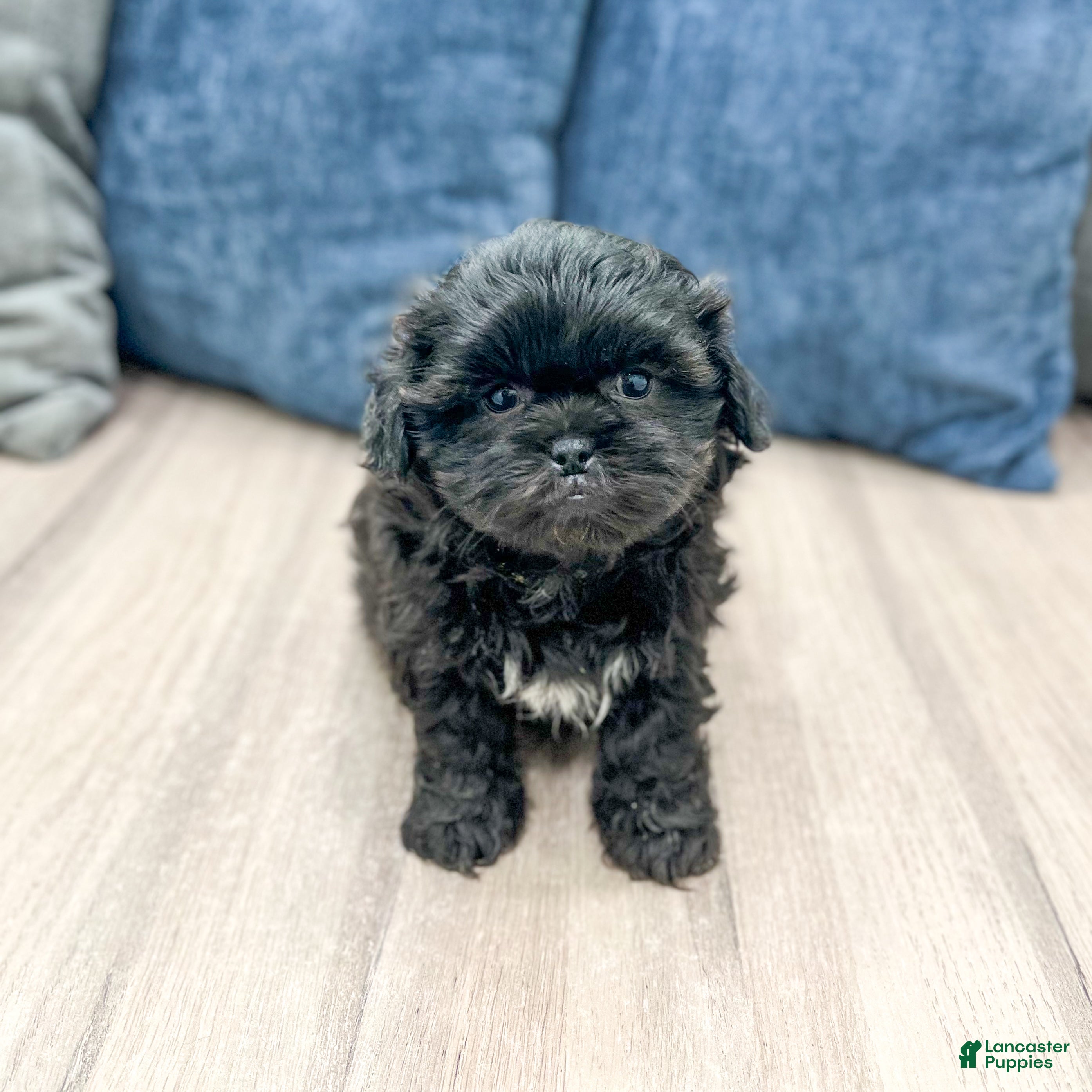 Teddy Bear dogs Gus - Ad 2