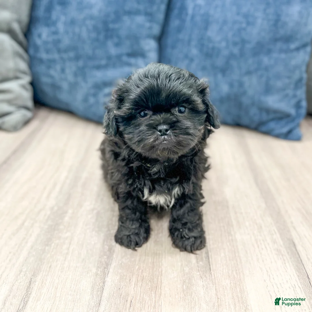 Mixed Breed dogs for sale: Gus - Ad 2