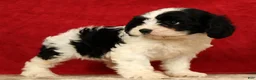 Cavapoo dogs for sale: Betsy - Ad 5