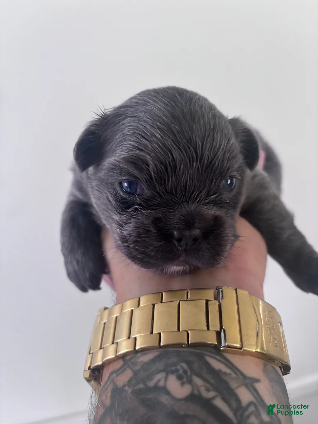 French Bulldog dogs for sale: Puppy 3 - Ad 2