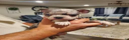 Mixed Breed dogs for sale: Frenchton - Ad 6