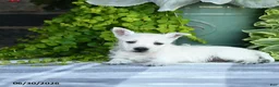 West Highland Terrier dogs for sale: Amber - Ad 3