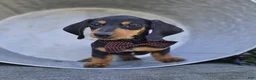 Miniature Dachshund dogs for sale: Trevor - Ad 2