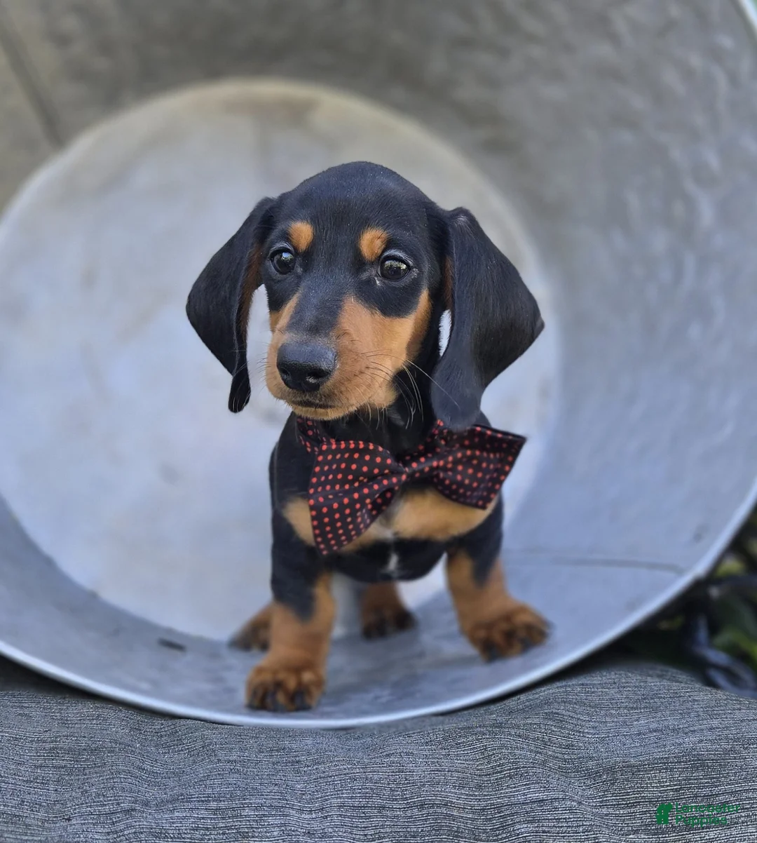 Miniature Dachshund dogs for sale: Trevor - Ad 2