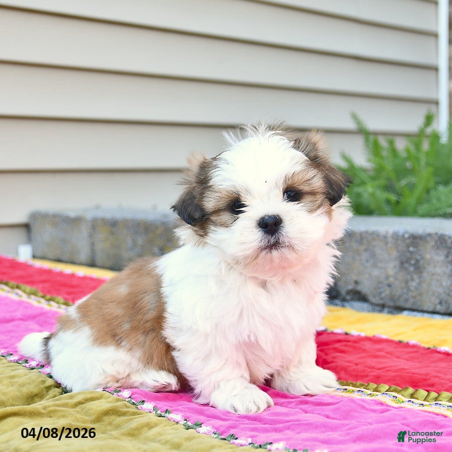 Shih Tzu dogs Stormy  - Ad 1