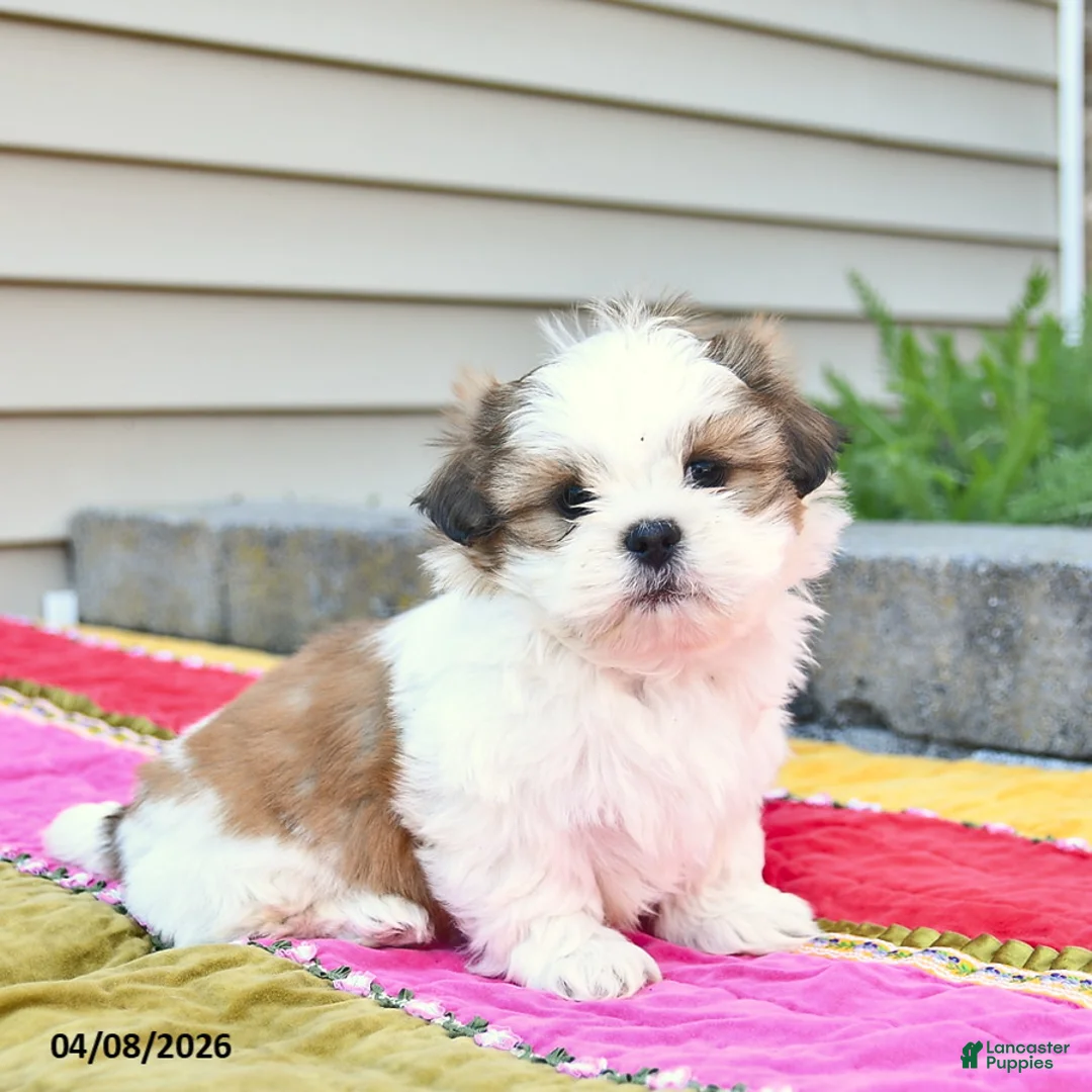 Shih Tzu dogs for sale: Stormy  - Ad 1
