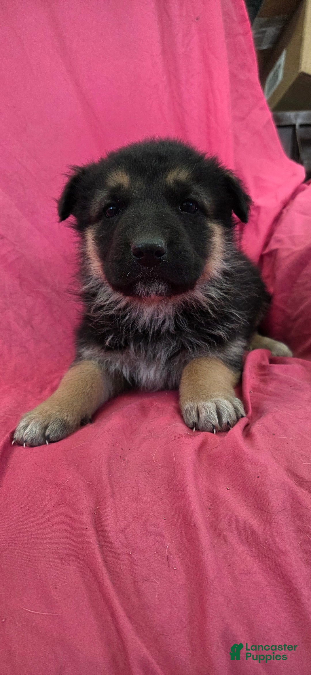 Mixed Breed dogs for sale: Jazz - Ad 2