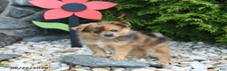 Pomeranian dogs for sale: Cherrio - Ad 3