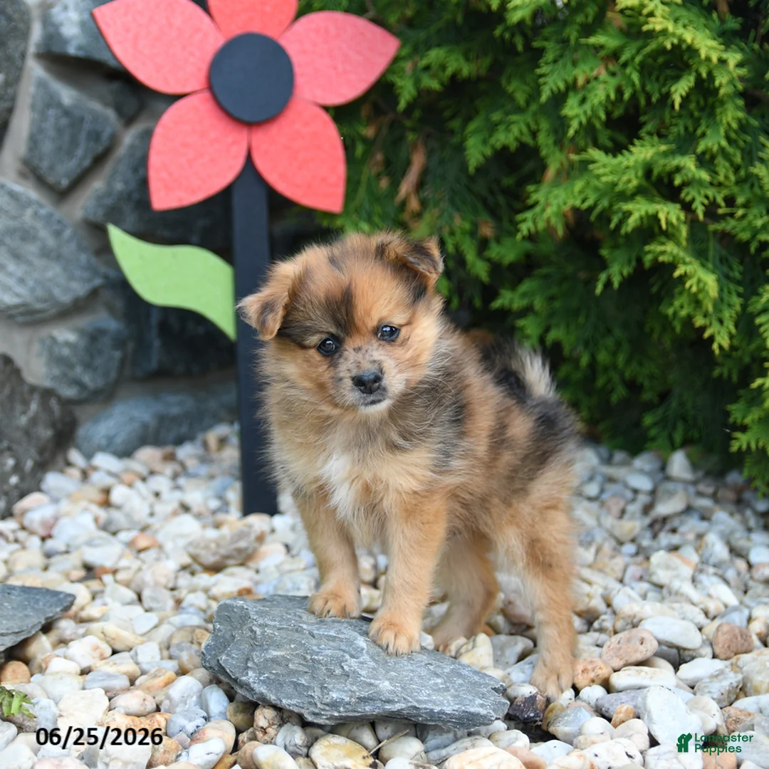 Pomeranian dogs for sale: Cherrio - Ad 3