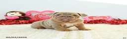 English Bulldog dogs for sale: Reese - Ad 3