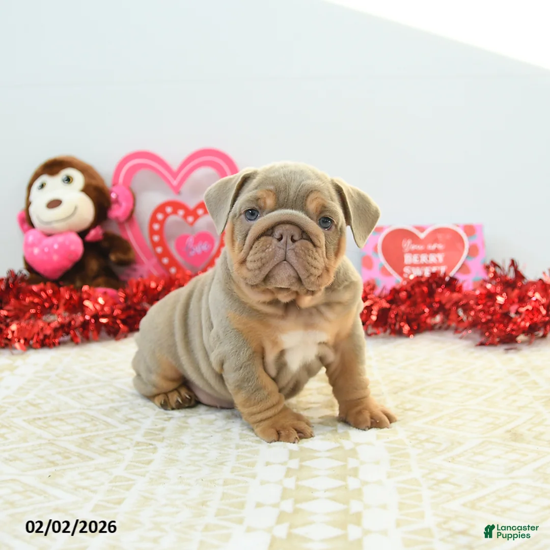 English Bulldog dogs for sale: Reese - Ad 3
