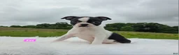 Boston Terrier dogs for sale: Ezi - Ad 3