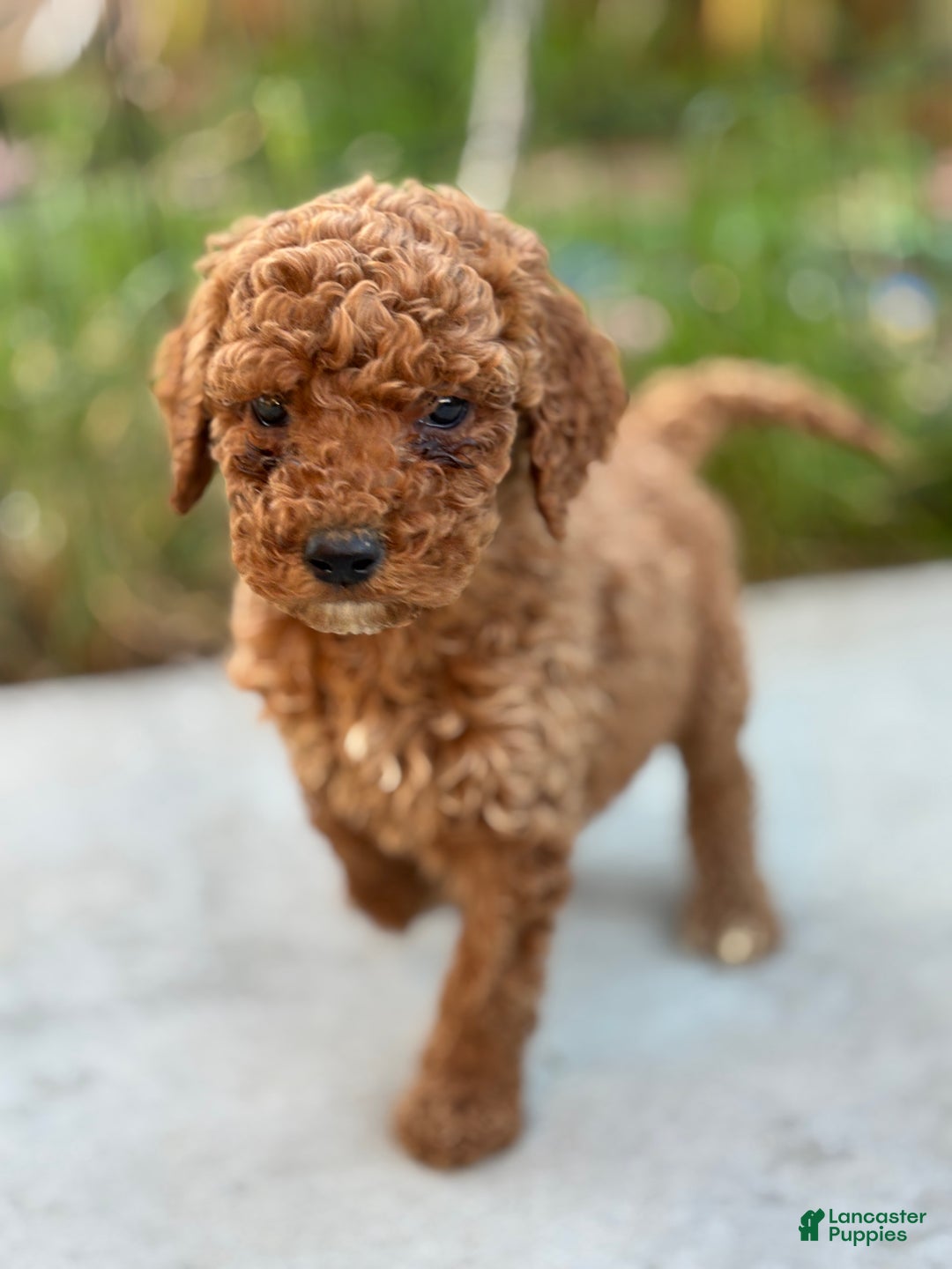 Standard Poodle dogs for sale: Daisy - Ad 5